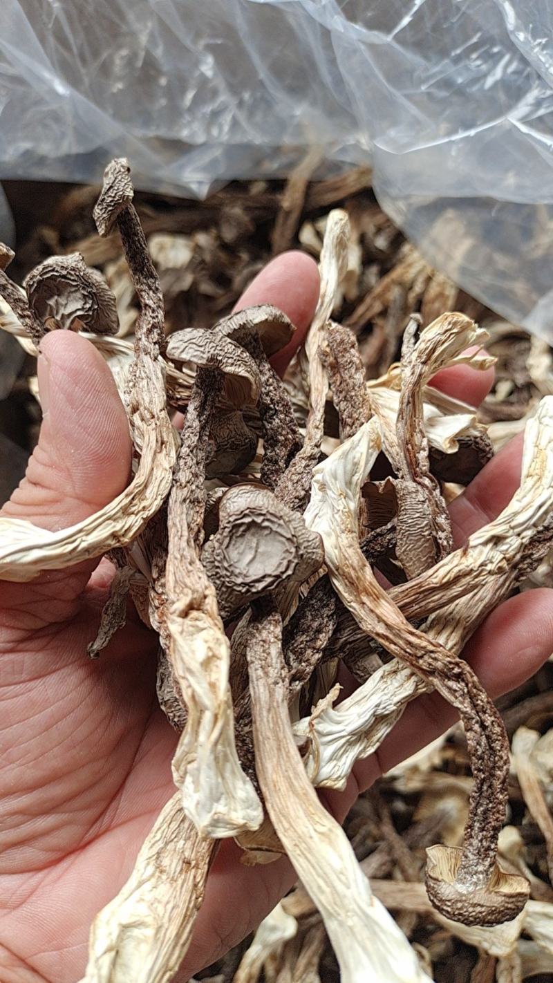 干鹿茸菇条形均匀干度好适合任何人群食用1件10斤常年批发