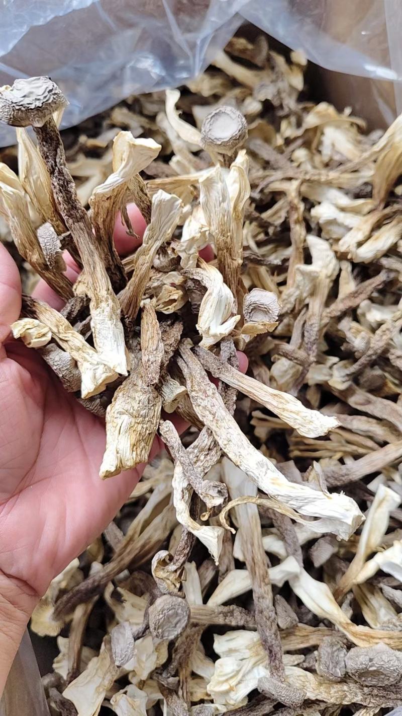 干鹿茸菇条形均匀干度好适合任何人群食用1件10斤常年批发