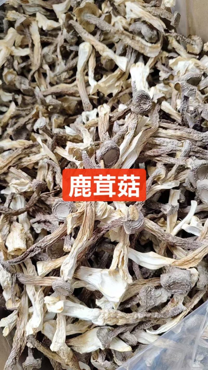 干鹿茸菇条形均匀干度好适合任何人群食用1件10斤常年批发