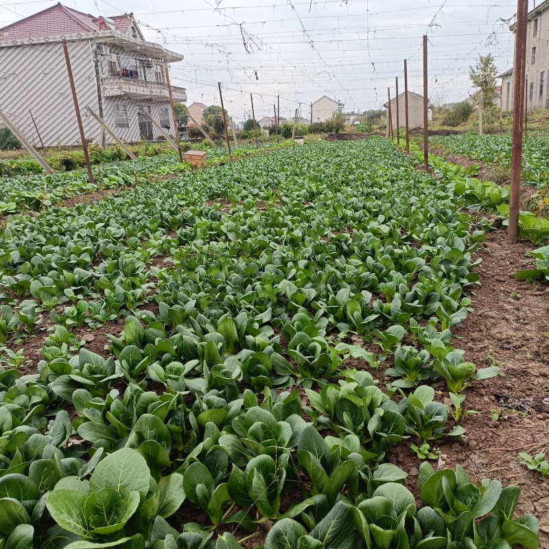矮脚青菜，
