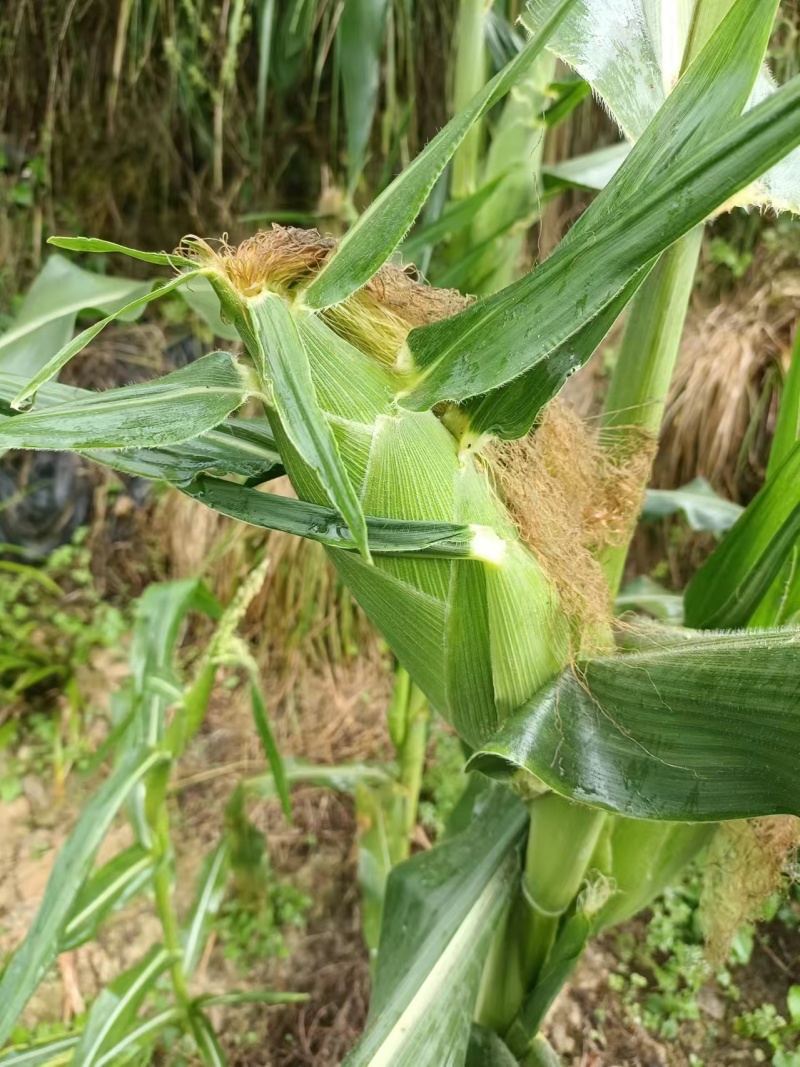 湖北产地水果甜玉米，太阳花玉米质量保证，价格美丽