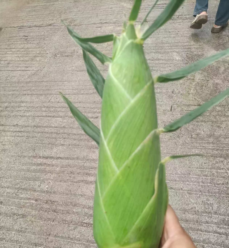 湖北产地水果甜玉米，太阳花玉米质量保证，价格美丽