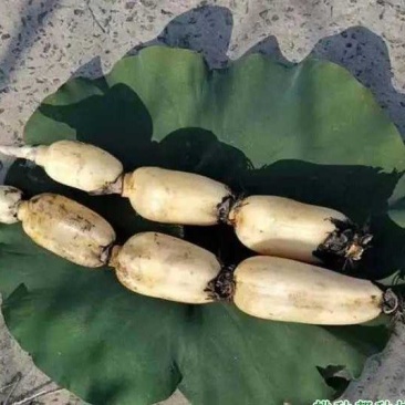红芽，三五，糯米藕，净货，毛货，水洗藕均可发货