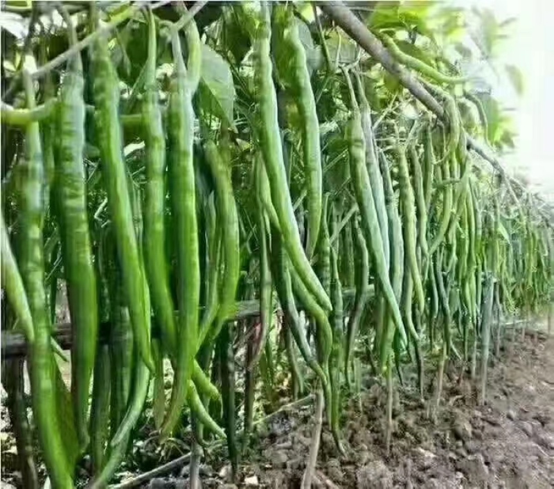 河南省商丘市夏邑县产地大椒质量保证，线椒，螺丝椒，苏椒