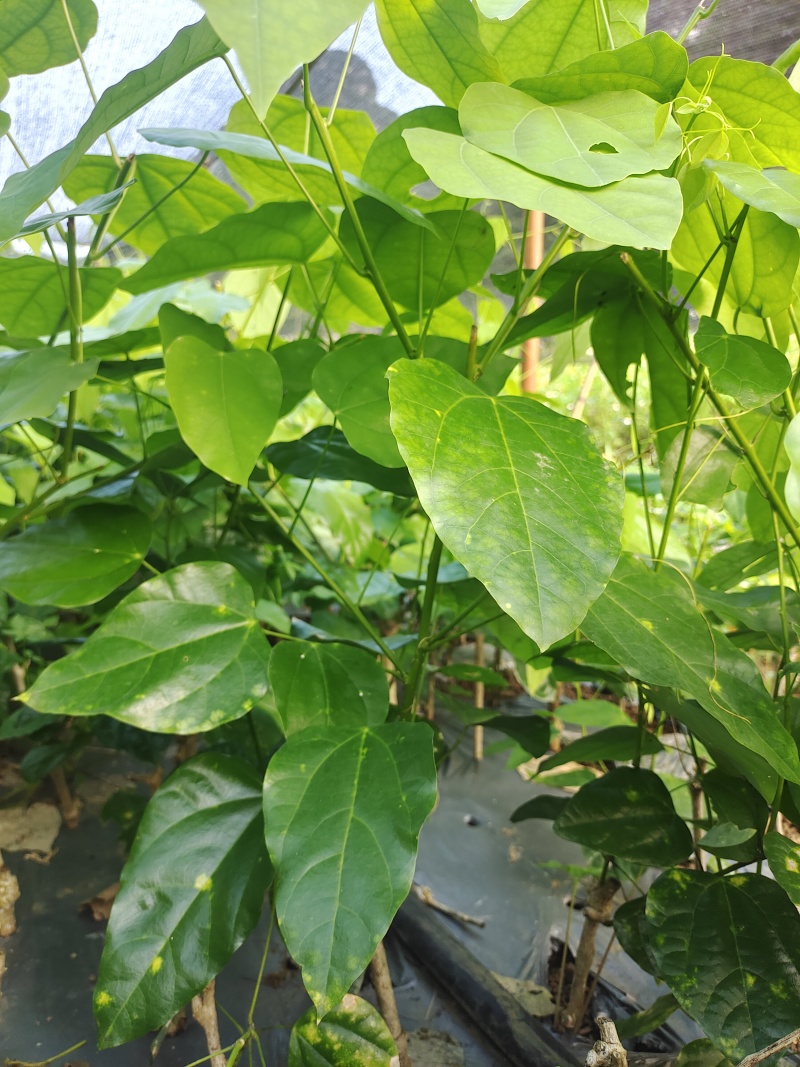 赤苍藤（姑娘菜）苗