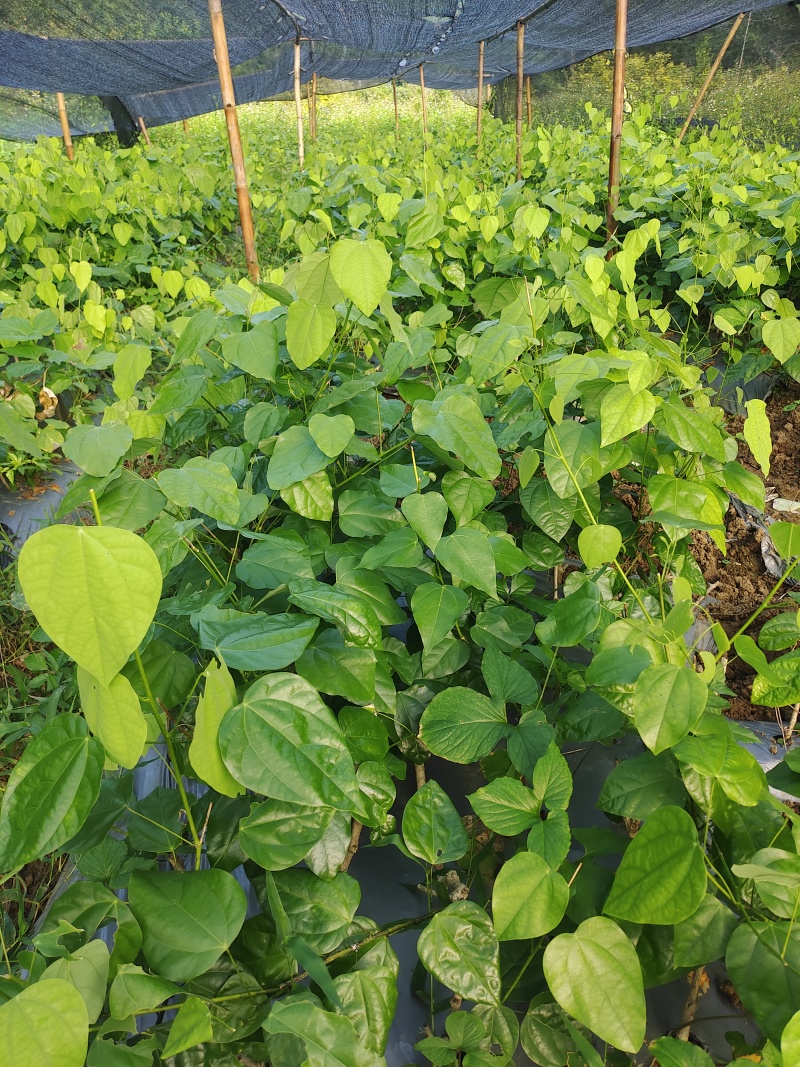 赤苍藤（姑娘菜）苗