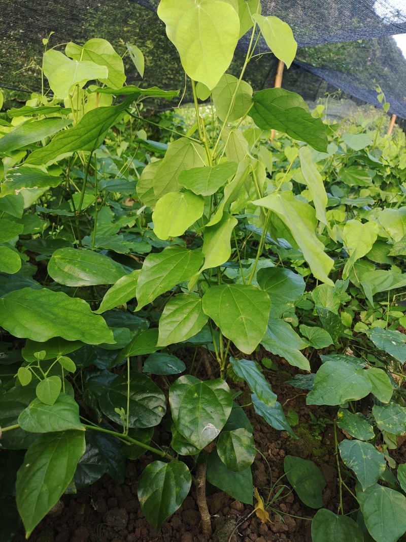 赤苍藤（姑娘菜）苗