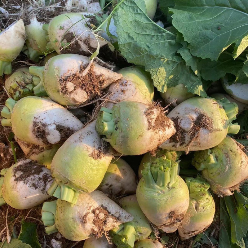 万斤大头菜种子光头芥种籽秋冬季辣疙瘩种孑农家蔬菜籽种