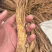 独活药材干地摊电商批发独活独活药材干干药材