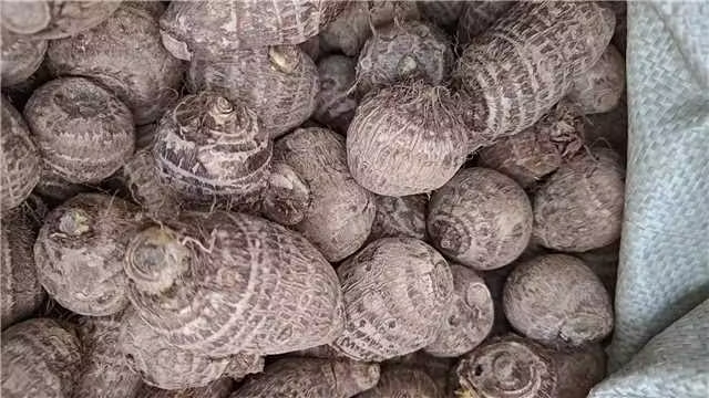 一个传统农贸市场中的芋头摊位,陈列着十余个大小不一的芋头,其中几个明显体积庞大,表皮覆盖泥土,旁边配有竹筐和秤具,背景有人正在选购,体现真实交易场景 市场摊位上摆放的多个大型芋头