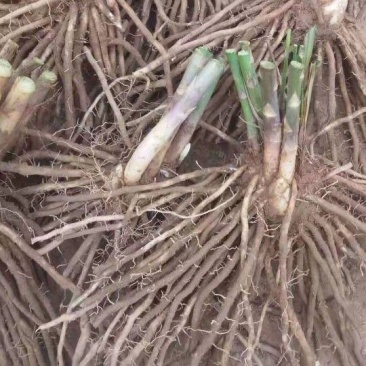 芦笋种苗芦根笋苗食用蔬菜苗四季种植多年生植物盆栽