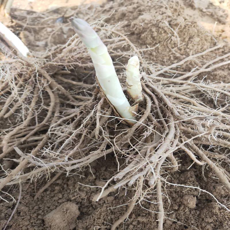 芦笋种苗芦根笋苗食用蔬菜苗四季种植多年生植物盆栽