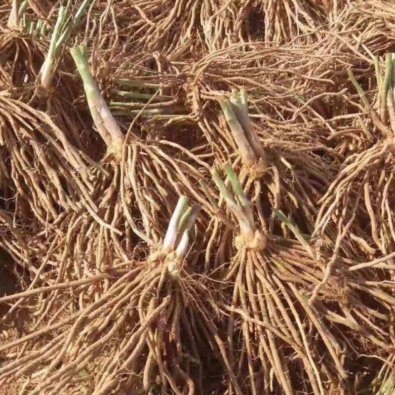 芦笋种苗芦根笋苗食用蔬菜苗四季种植多年生植物盆栽