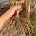 芦笋种苗芦根笋苗食用蔬菜苗四季种植多年生植物盆栽