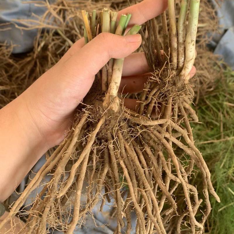 芦笋种苗芦根笋苗食用蔬菜苗四季种植多年生植物盆栽