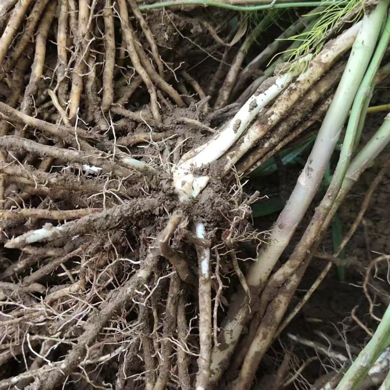 芦笋种苗芦根笋苗食用蔬菜苗四季种植多年生植物盆栽