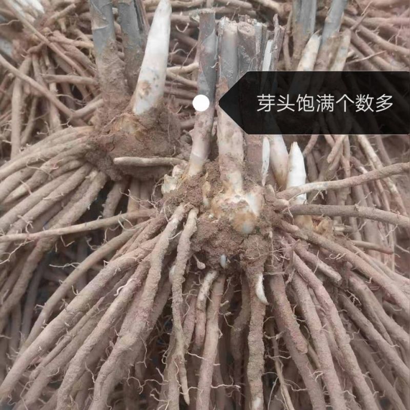 芦笋种苗芦根笋苗食用蔬菜苗四季种植多年生植物盆栽