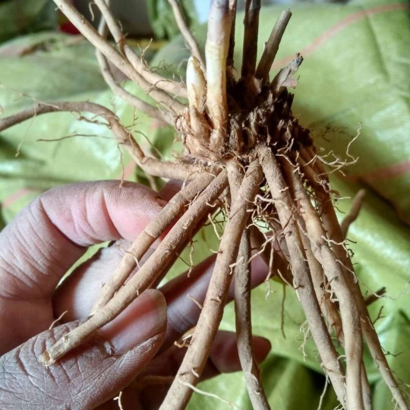 芦笋种苗芦根笋苗食用蔬菜苗四季种植多年生植物盆栽