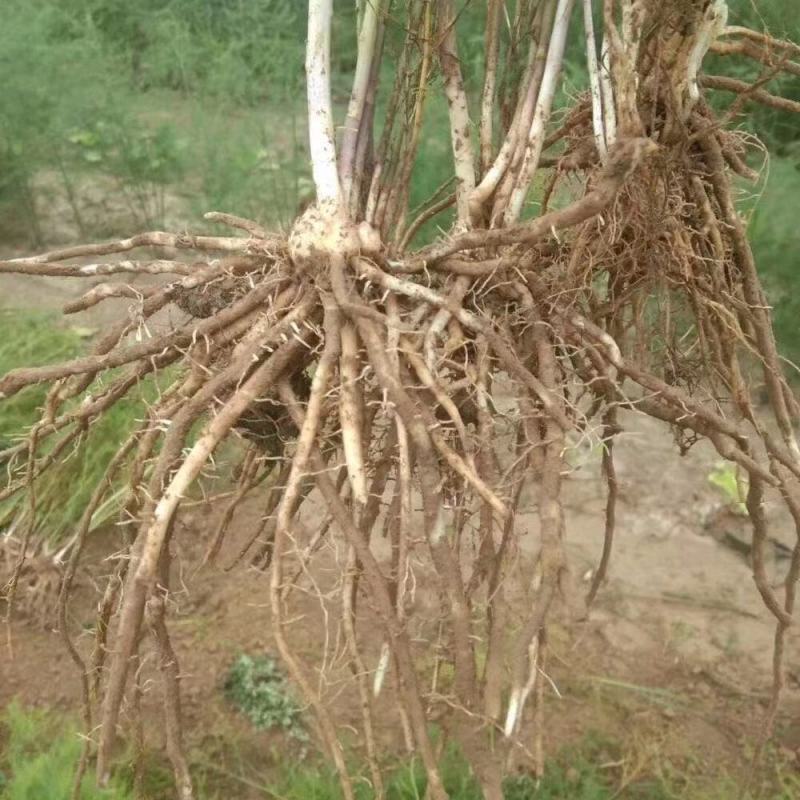 芦笋种苗芦根笋苗食用蔬菜苗四季种植多年生植物盆栽