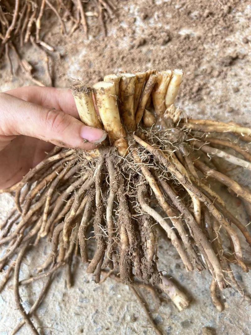 芦笋种苗芦根笋苗食用蔬菜苗四季种植多年生植物盆栽