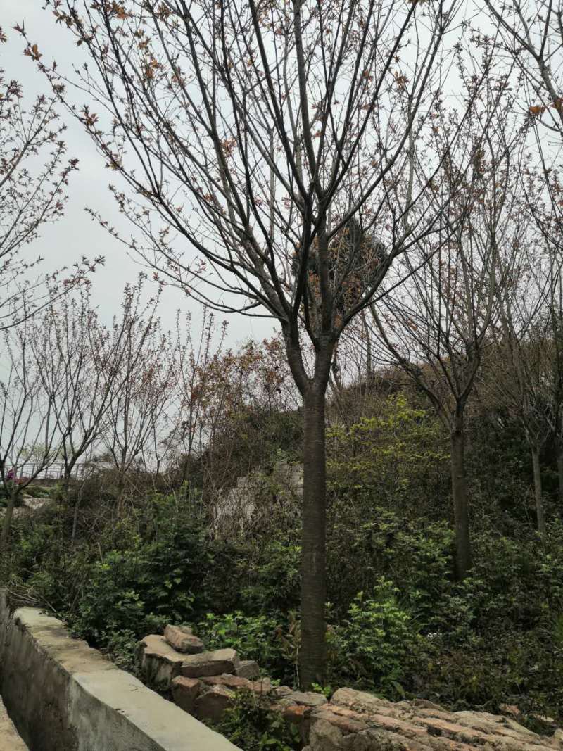 占地日本晚樱处理，可视频挑选，有挖机协助开路