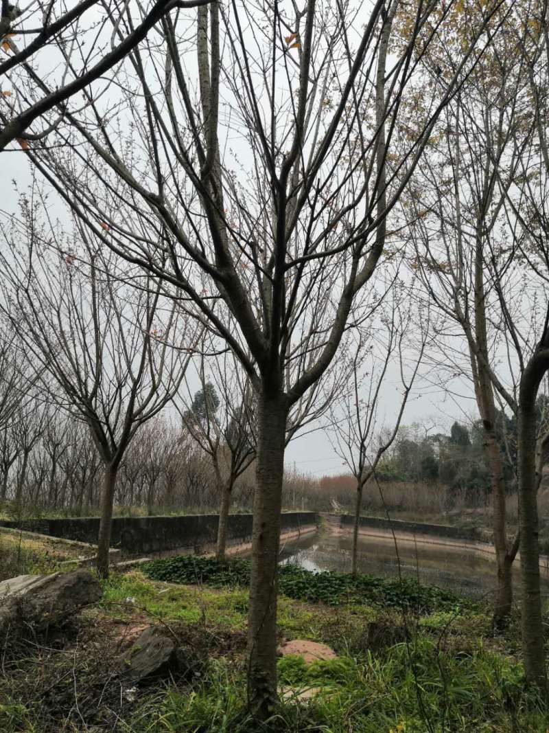 占地日本晚樱处理，可视频挑选，有挖机协助开路