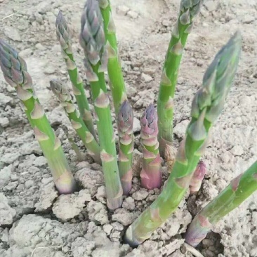 常丰巨生芦笋种子多年生蔬菜籽春秋播种菜园种植四季播