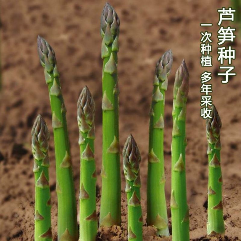 常丰巨生芦笋种子多年生蔬菜籽春秋播种菜园种植四季播