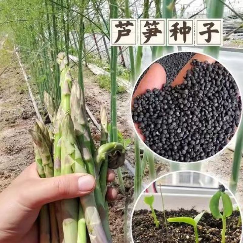常丰巨生芦笋种子多年生蔬菜籽春秋播种菜园种植四季播