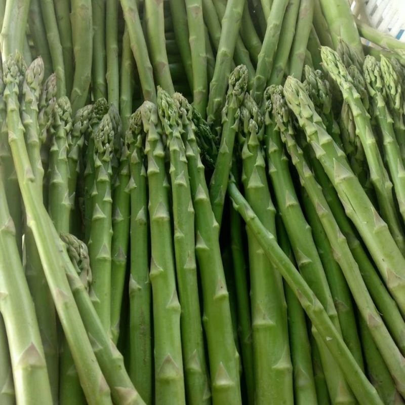 常丰巨生芦笋种子多年生蔬菜籽春秋播种菜园种植四季播