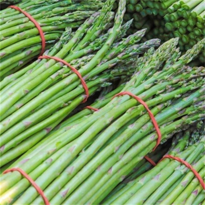 常丰巨生芦笋种子多年生蔬菜籽春秋播种菜园种植四季播