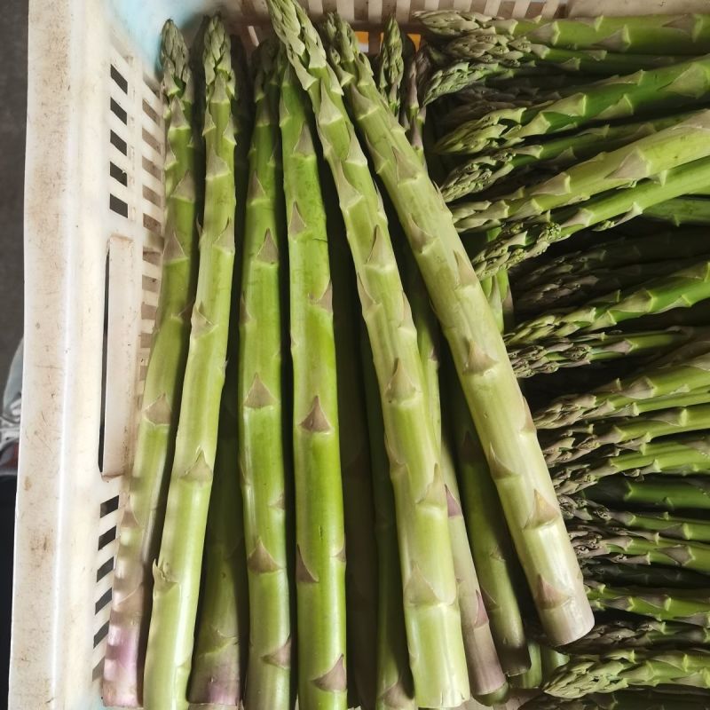 常丰巨生芦笋种子多年生蔬菜籽春秋播种菜园种植四季播