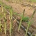 常丰巨生芦笋种子多年生蔬菜籽春秋播种菜园种植四季播