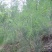 常丰巨生芦笋种子多年生蔬菜籽春秋播种菜园种植四季播