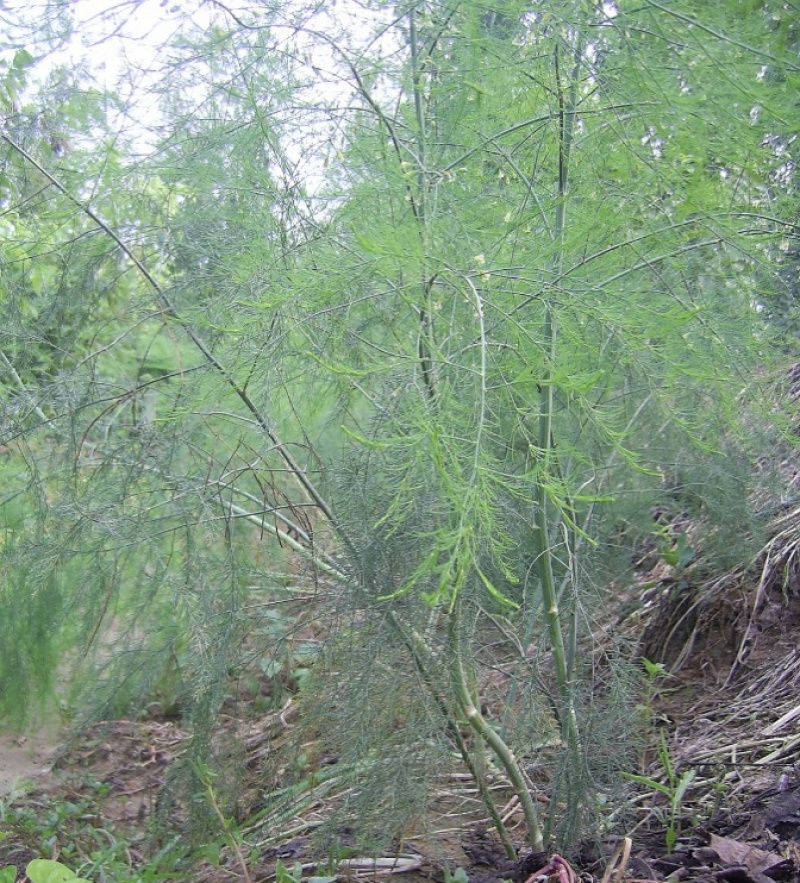常丰巨生芦笋种子多年生蔬菜籽春秋播种菜园种植四季播