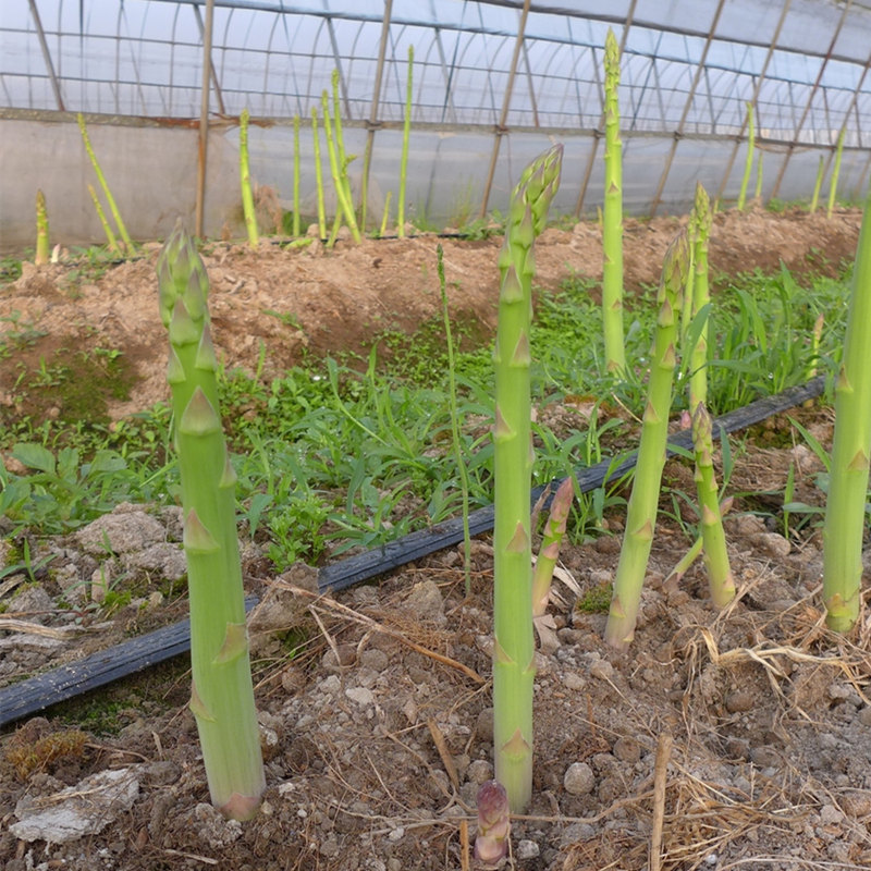 常丰巨生芦笋种子多年生蔬菜籽春秋播种菜园种植四季播