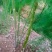 常丰巨生芦笋种子多年生蔬菜籽春秋播种菜园种植四季播