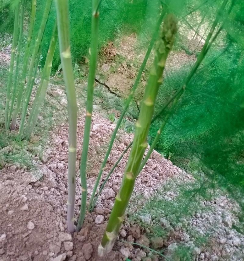 常丰巨生芦笋种子多年生蔬菜籽春秋播种菜园种植四季播