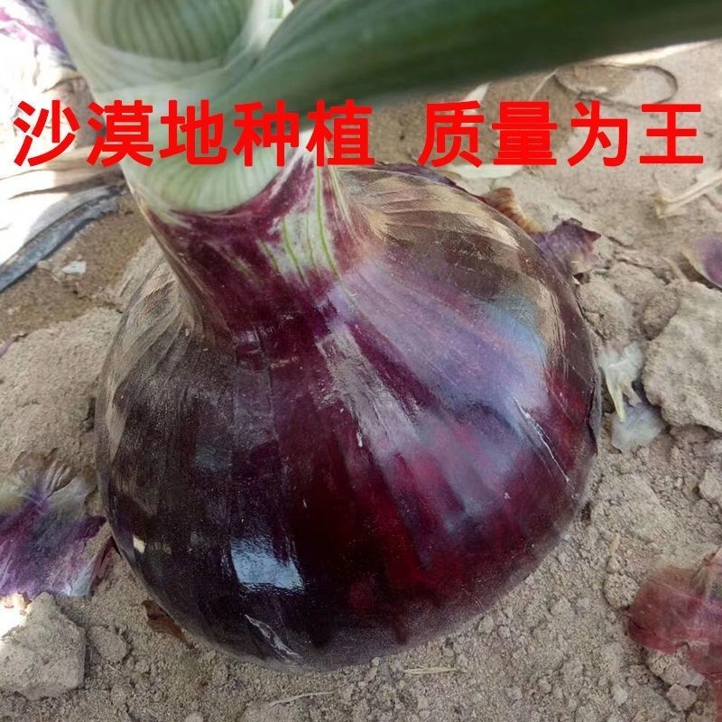 特大抗病超级紫彤洋葱种子优质高产抗病耐储运农家春秋精选种