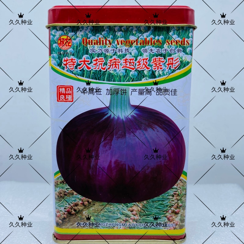 特大抗病超级紫彤洋葱种子优质高产抗病耐储运农家春秋精选种