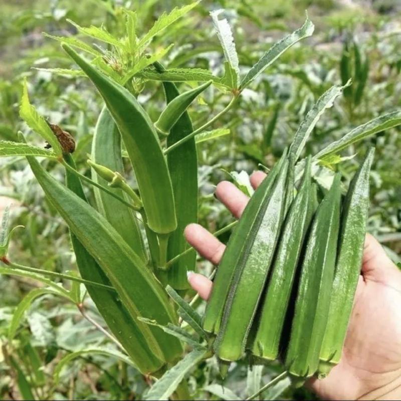 绿灞水果秋葵种子原装进口杂交品种口感好基地专用品种耐运输