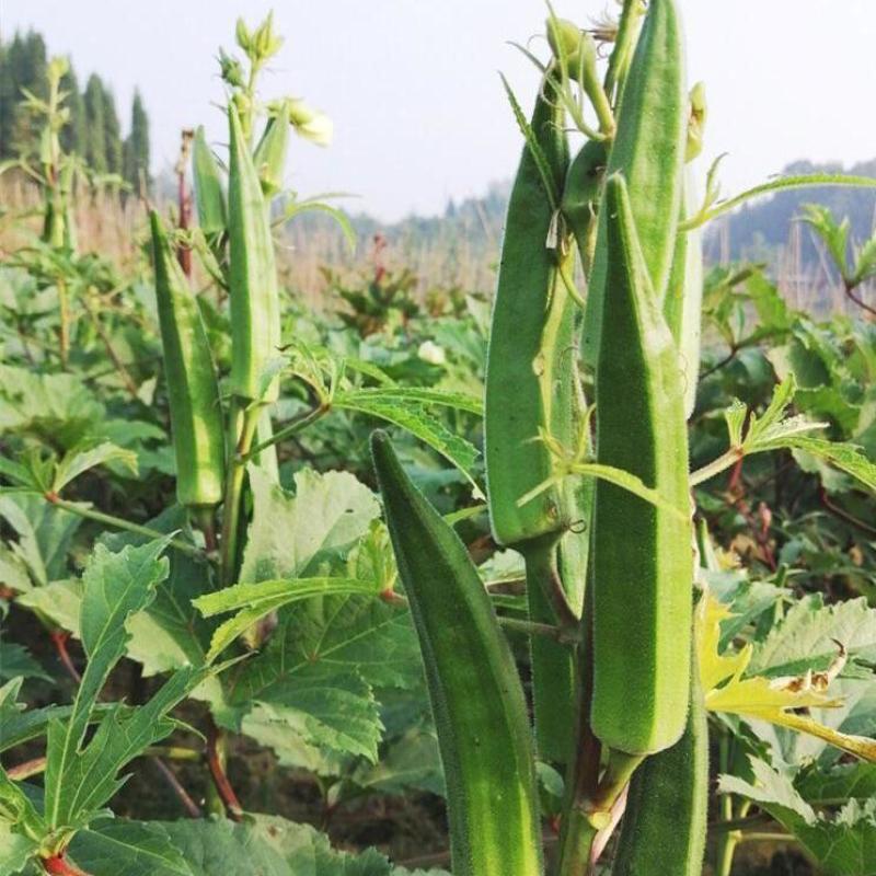绿灞水果秋葵种子原装进口杂交品种口感好基地专用品种耐运输