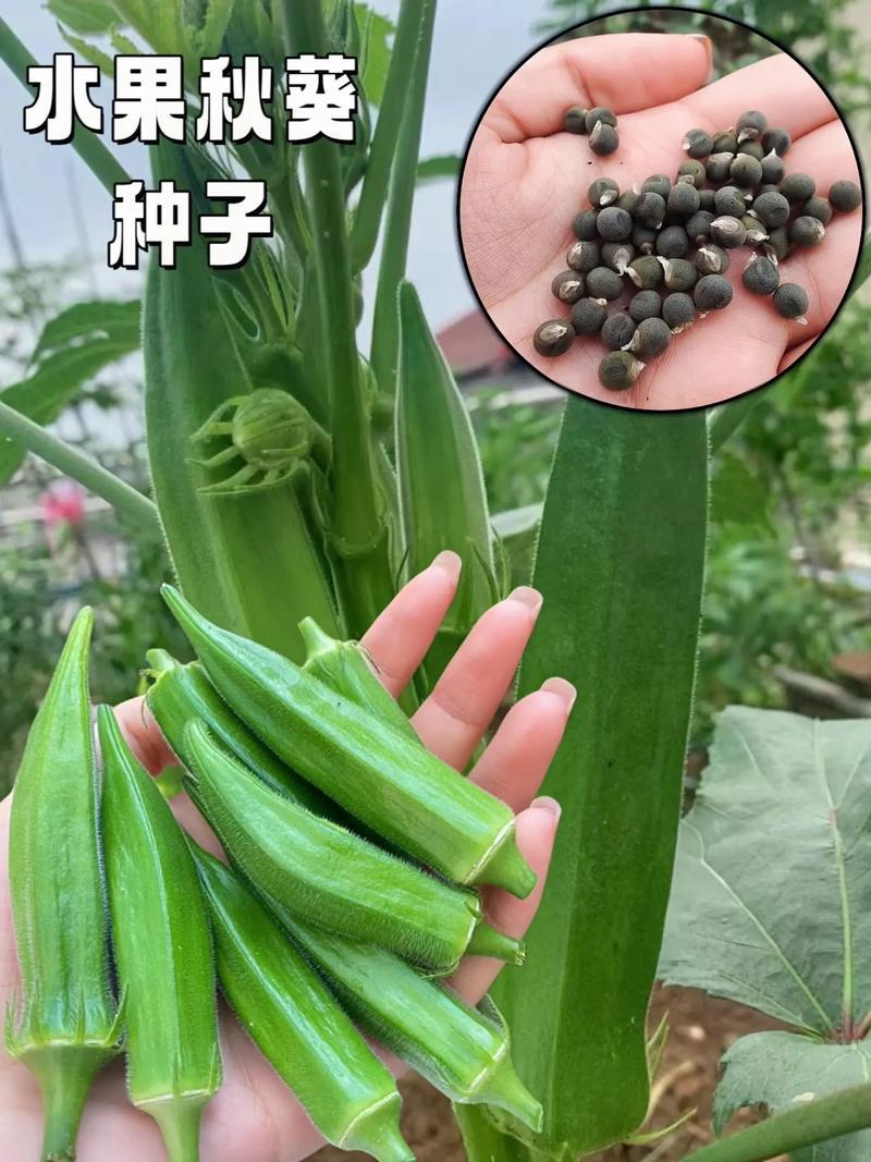 绿灞水果秋葵种子原装进口杂交品种口感好基地专用品种耐运输