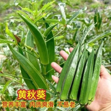 油绿水果秋葵种子鲜绿脆嫩早熟高产耐热商品性佳春夏播