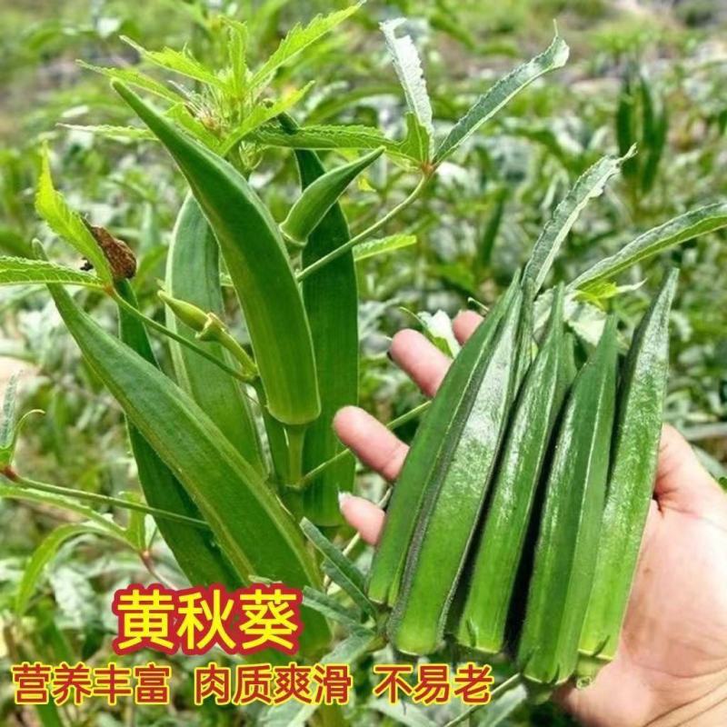 油绿水果秋葵种子鲜绿脆嫩早熟高产耐热商品性佳春夏播
