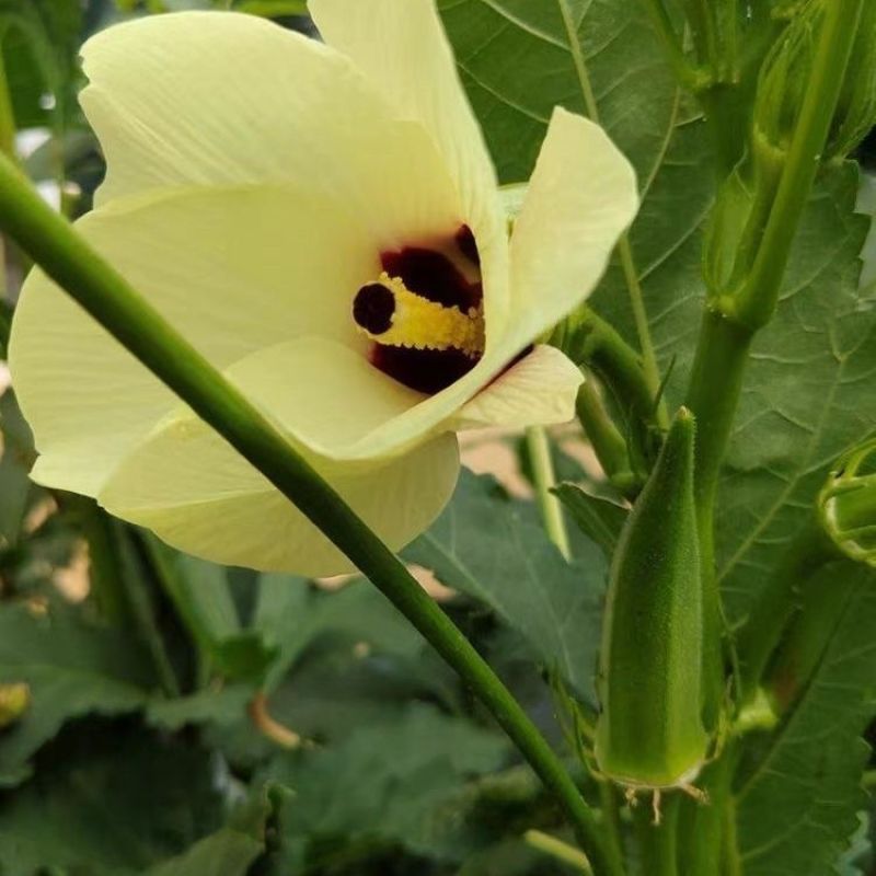 油绿水果秋葵种子鲜绿脆嫩早熟高产耐热商品性佳春夏播
