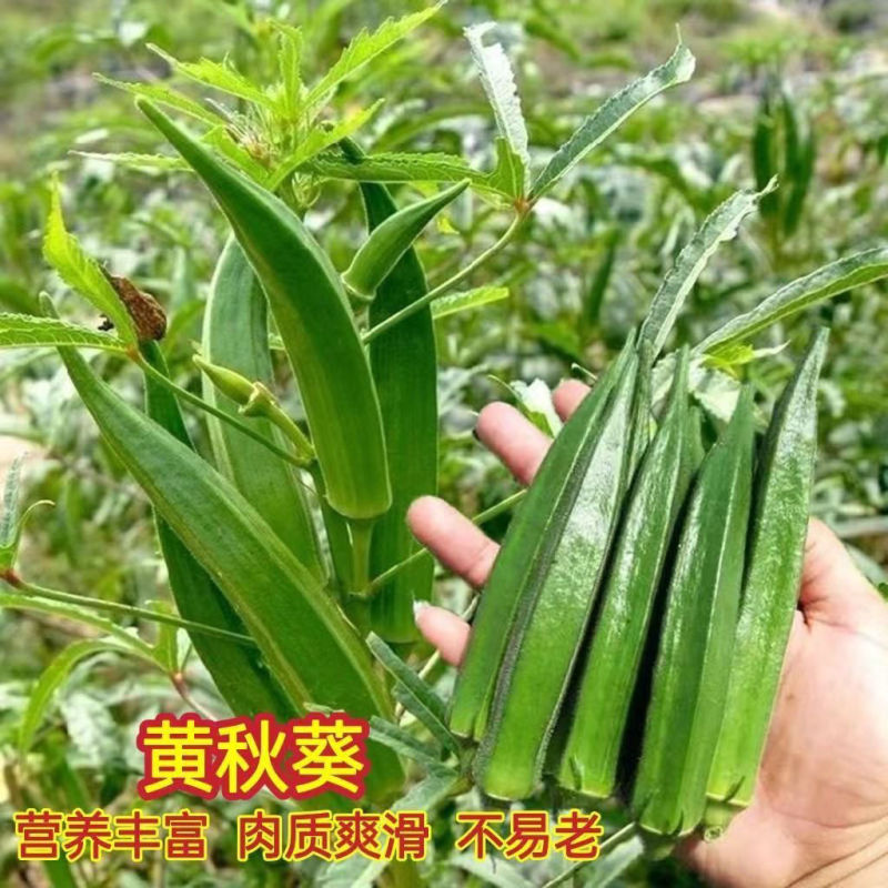 油绿水果秋葵种子鲜绿脆嫩早熟高产耐热商品性佳春夏播