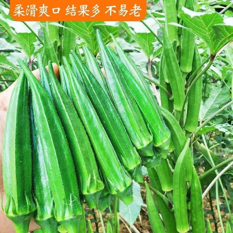油绿水果秋葵种子鲜绿脆嫩早熟高产耐热商品性佳春夏播