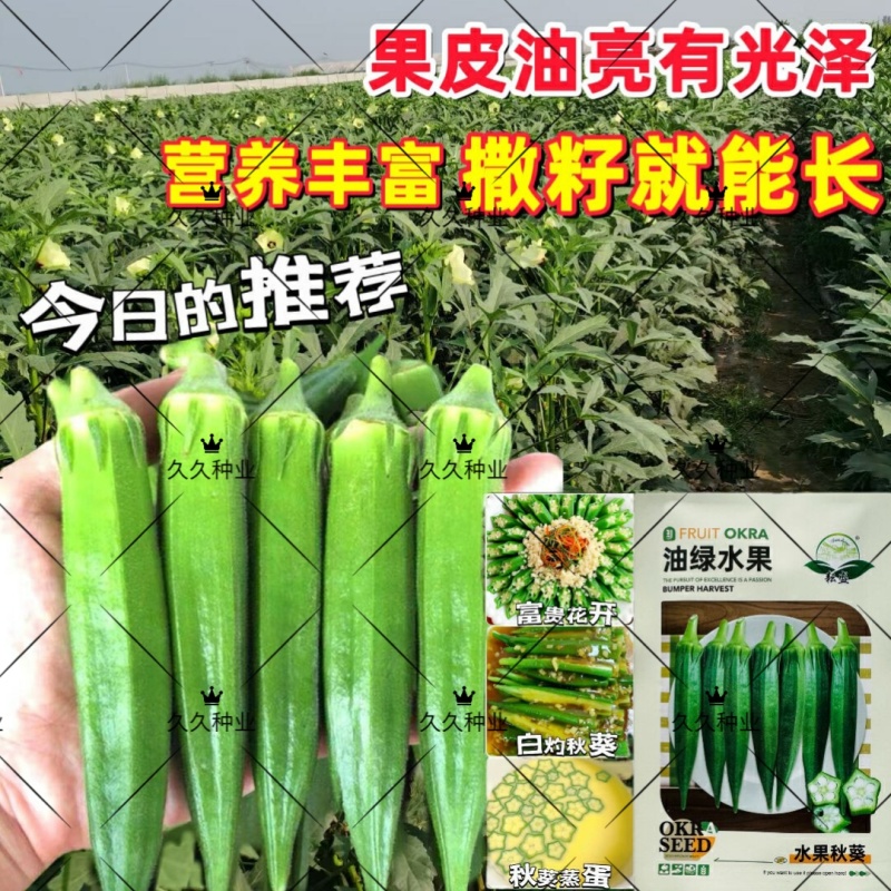 油绿水果秋葵种子鲜绿脆嫩早熟高产耐热商品性佳春夏播