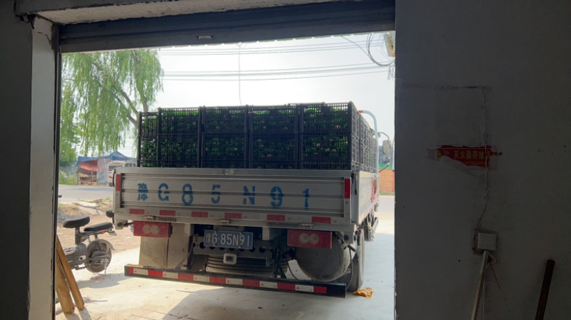 活珠子线上一件代发可多多买菜商超线下各种方式合作共赢
